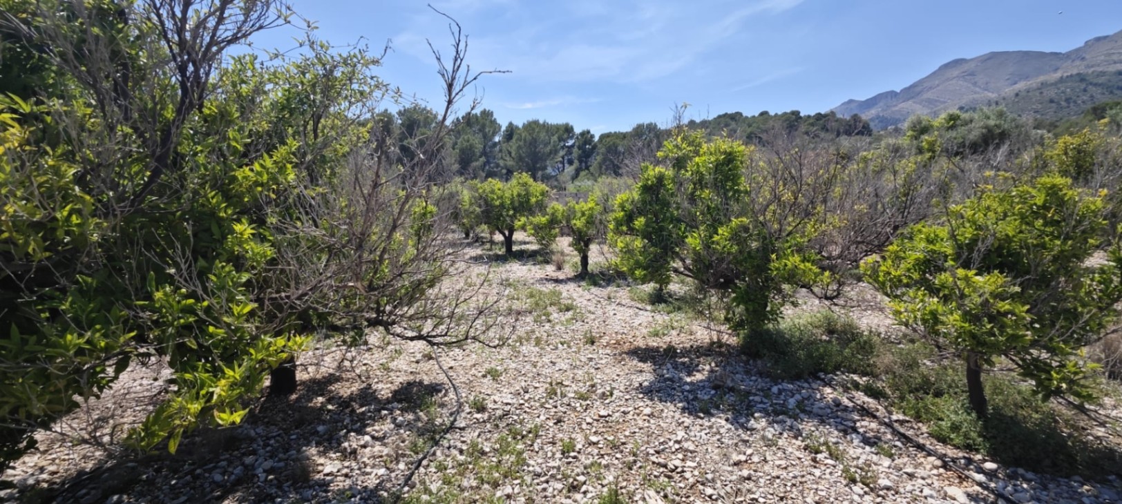 Plot in vendita a Tormos, Alicante