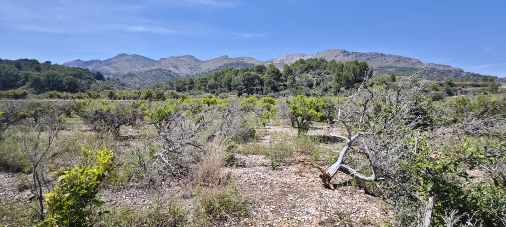 Plot in vendita a Tormos, Alicante