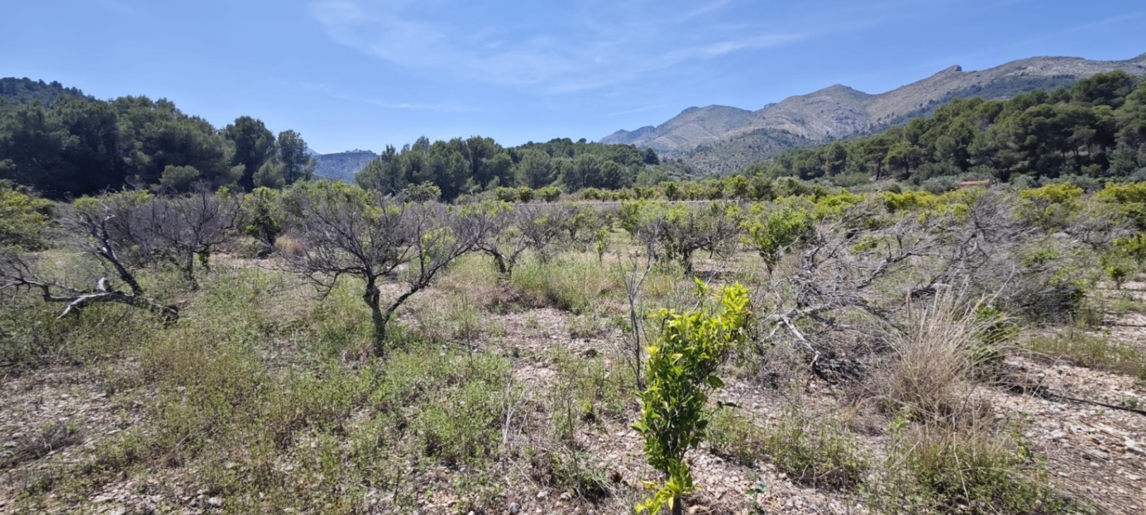 Plot in vendita a Tormos, Alicante