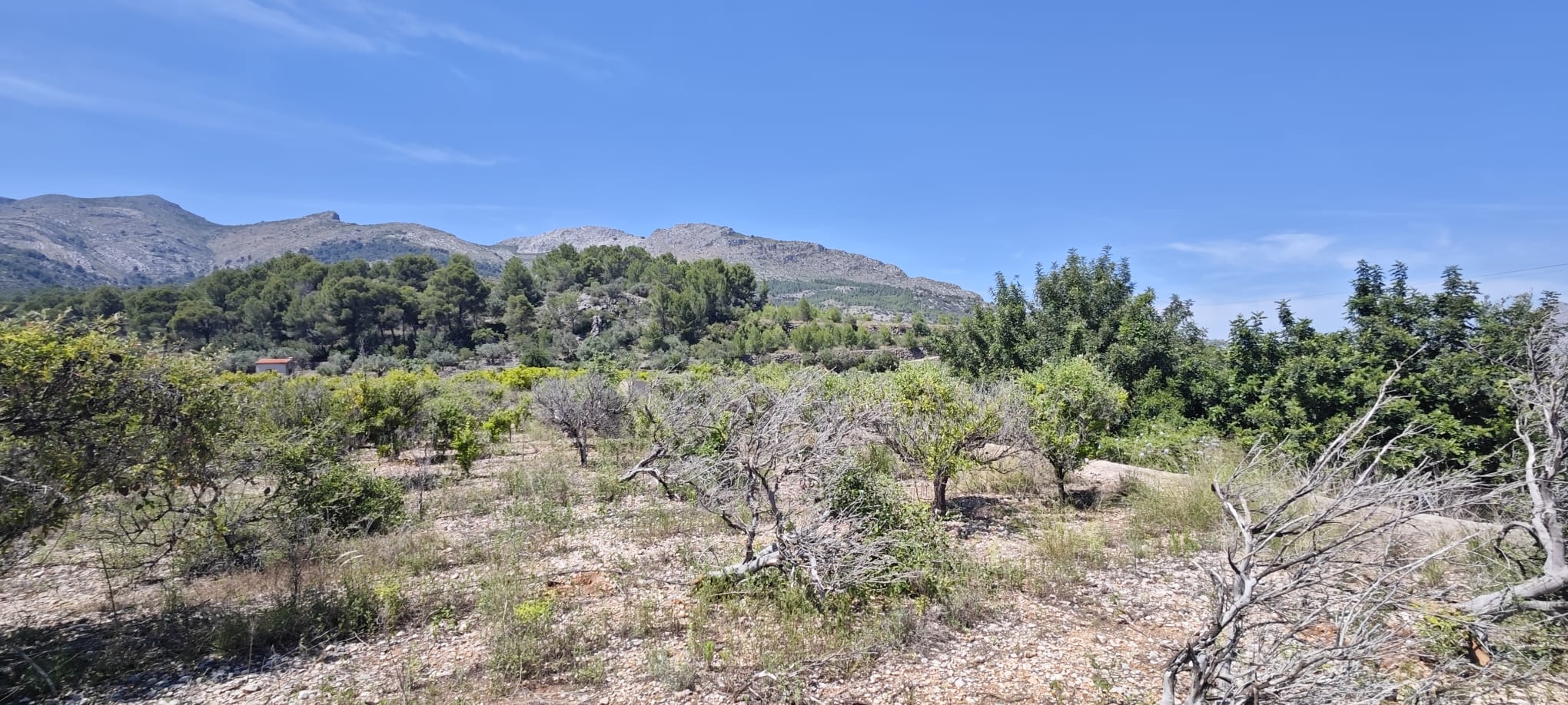 Plot in vendita a Tormos, Alicante