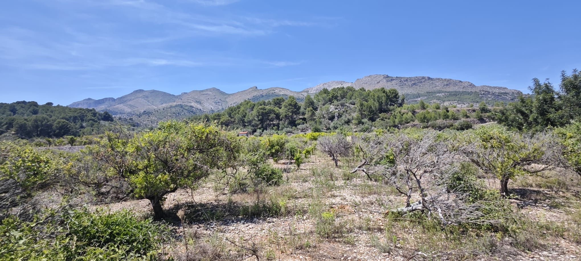 Plot in vendita a Tormos, Alicante