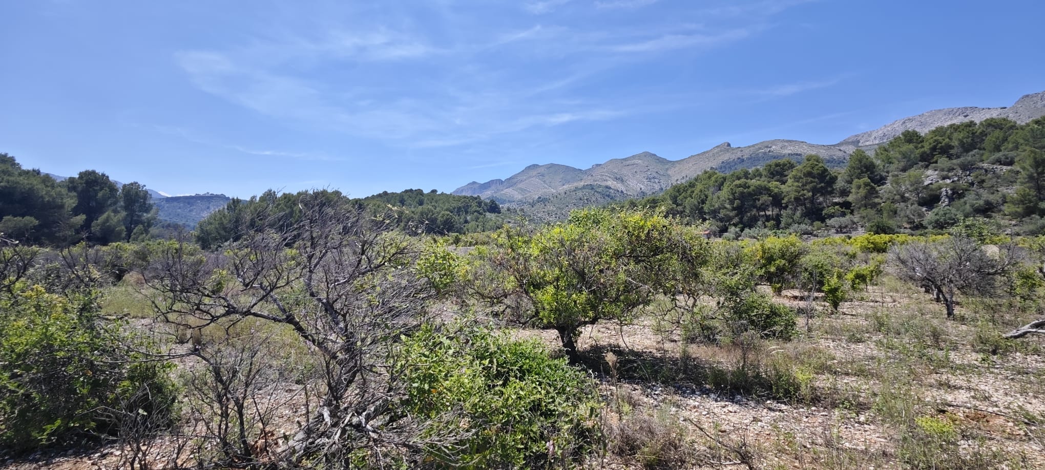 Plot in vendita a Tormos, Alicante